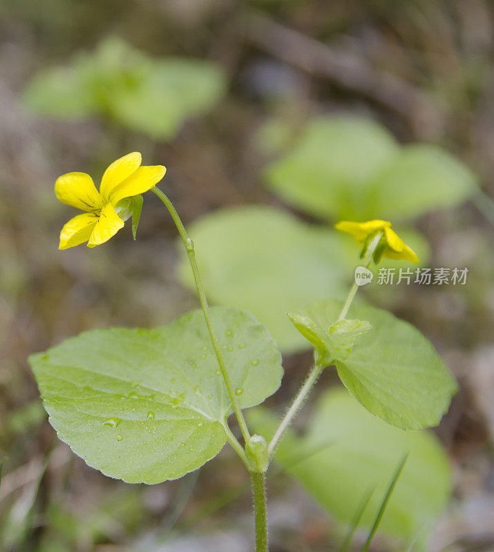 光滑的黄紫罗兰(Viola glabella)